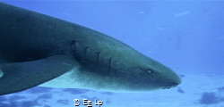 Nebrius ferrugineus (Tawny nurse shark). (f/13, 1/60, ISO... by E&e Lp 